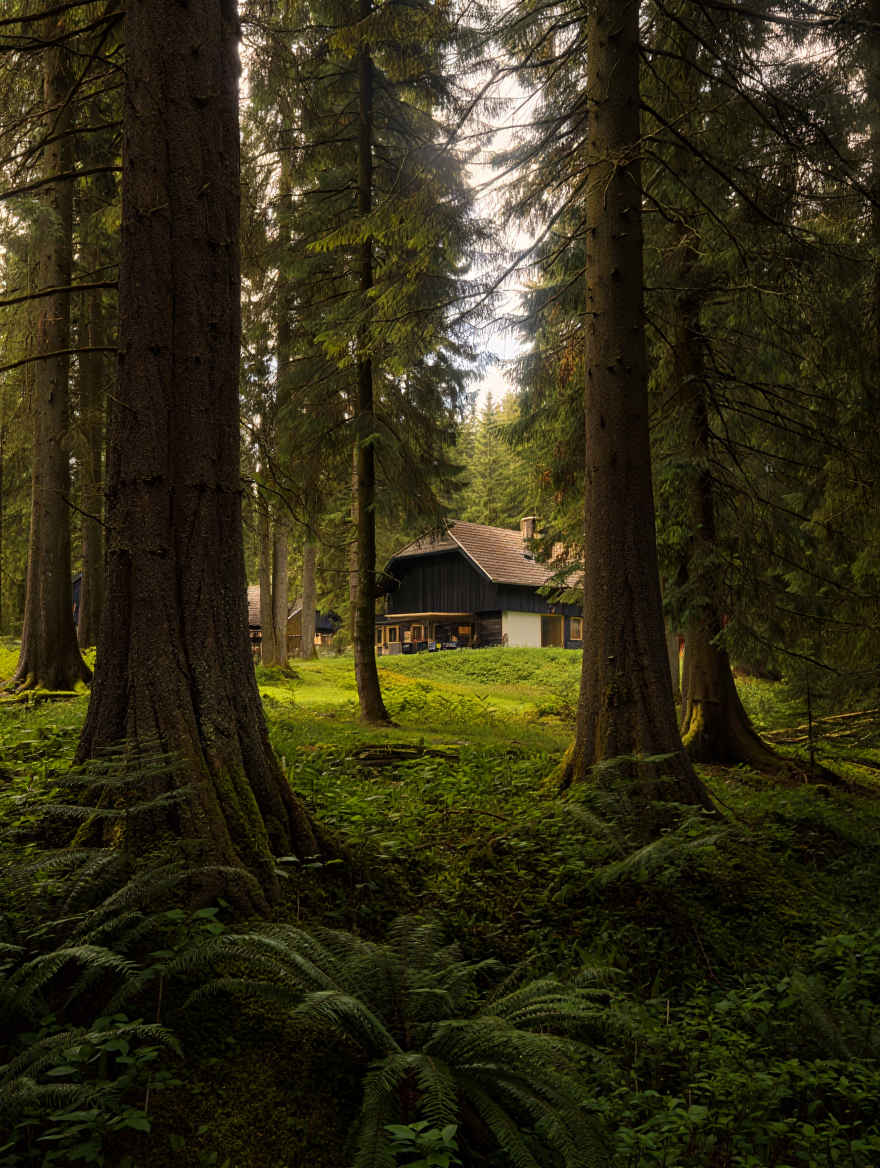Schwarzwald Panorama mit dichten Wäldern und traditionellen Bauernhöfen